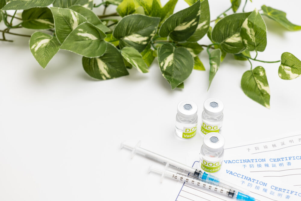 プラセンタ注射とは